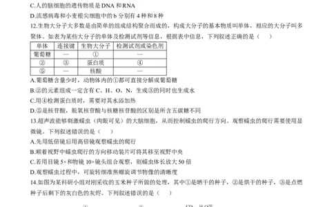广东省衡水金卷2024-2025学年高一上学期11月联考生物试题_2024年11月试卷_1108广东省衡水金卷2024-2025学年高一上学期11月联考_广东省衡水金卷2024-2025学年高一上学期11月联考生物试题