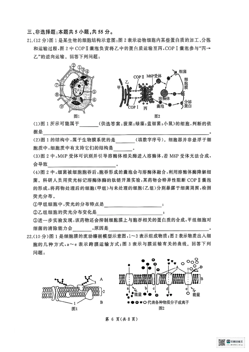扫描全能王2026-01-2008.21(1)_2026年01月高一试卷_260128山东省济南市名校联考2025-2026学年高一上学期1月月考（全）_山东省济南市名校联考2025-2026学年高一上学期1月月考生物试题