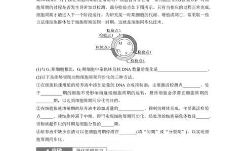 第4单元　第1课时　细胞的增殖_新高考复习资料_2024年新高考复习资料_一轮复习资料_完2024生物步步高大一轮复习（课件+讲义）_2024年高考生物一轮复习讲义（新人教版）