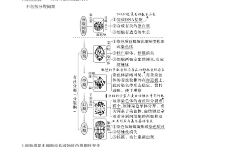 考向07细胞的生命历程-备战2023年高考生物一轮复习考点微专题（全国通用）（原卷版）(1)_通用版（老高考）复习资料_2023年复习资料_一轮复习