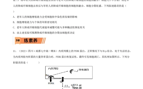 第12练细胞的分化、衰老和死亡（原卷版）_新高考复习资料_2023年新高考复习资料_一轮复习_2023年高考生物一轮复习小题多维练（新高考专用）