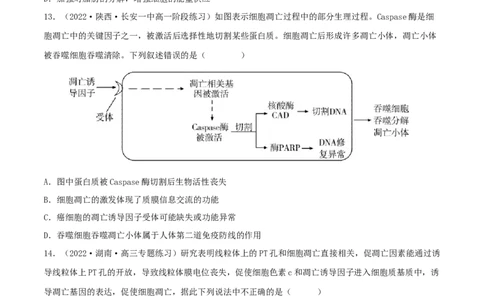 第12练细胞的分化、衰老和死亡（原卷版）_新高考复习资料_2023年新高考复习资料_一轮复习_2023年高考生物一轮复习小题多维练（新高考专用）