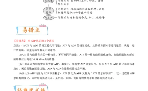 考向04ATP和酶-备战2023年高考生物一轮复习考点微专题（全国通用）（原卷版）_通用版（老高考）复习资料_2023年复习资料_一轮复习_备战2023年高考生物一轮复习考点微专题（全国通用）