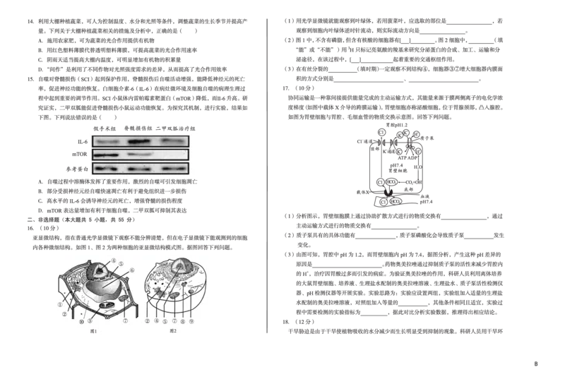 安徽省A10联盟2024-2025学年高一下学期3月阶段考生物试卷（B卷）（无答案）_2025年04月试卷_0405安徽省A10联盟2024-2025学年高一下学期3月阶段考试