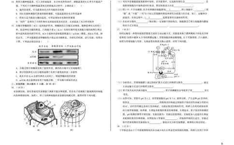 安徽省A10联盟2024-2025学年高一下学期3月阶段考生物试卷（B卷）（无答案）_2025年04月试卷_0405安徽省A10联盟2024-2025学年高一下学期3月阶段考试