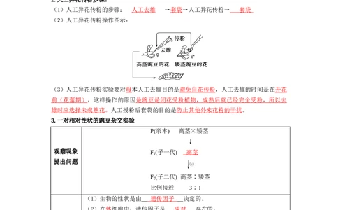 第1讲孟德尔的豌豆杂交实验（一）-精准备考备战2023年高考生物一轮复习精品讲义（生物学必修2）（解析版）_通用版（老高考）复习资料_2023年复习资料_一轮复习