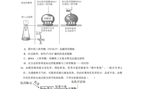 广东实验中学2024-2025学年下期中考试生物学_2025年05月试卷_0519广东实验中学2024-2025学年高一下学期期中考试_广东实验中学2024-2025学年高一下学期期中考试生物Word版含答案