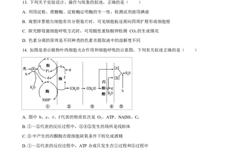 湖北省荆州中学2024-2025学年高一下学期2月月考生物试卷（原卷版）_2025年03月试卷_0313湖北省荆州中学2024-2025学年高一下学期2月月考