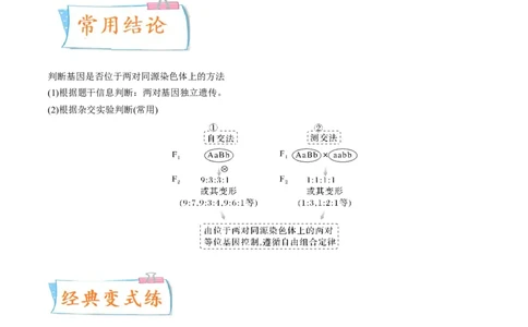 考向10基因的自由组合定律-备战2023年高考生物一轮复习考点微专题（全国通用）（解析版）(1)_通用版（老高考）复习资料_2023年复习资料_一轮复习