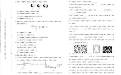 生物试卷-高一青桐鸣大联考2025年12月联考_2025年12月高一试卷_251221河南省青桐鸣大联考2025-2026学年高一上学期12月月考（全）