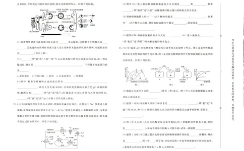 生物试卷-高一青桐鸣大联考2025年12月联考_2025年12月高一试卷_251221河南省青桐鸣大联考2025-2026学年高一上学期12月月考（全）