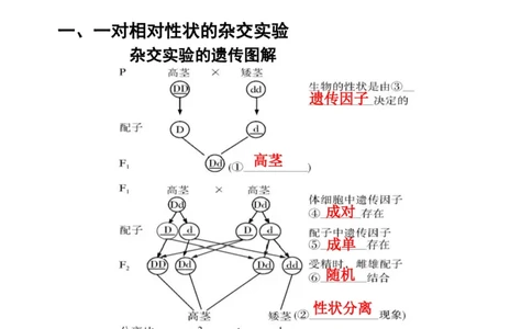 考点精讲8孟德尔遗传规律（教案）_新高考复习资料_2022年新高考复习资料_2022届一轮复习讲练结合7.13更新_系列二_考点精讲8孟德尔遗传规律
