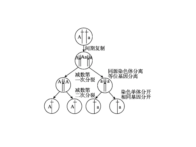 考点精讲8孟德尔遗传规律（教案）_新高考复习资料_2022年新高考复习资料_2022届一轮复习讲练结合7.13更新_系列二_考点精讲8孟德尔遗传规律