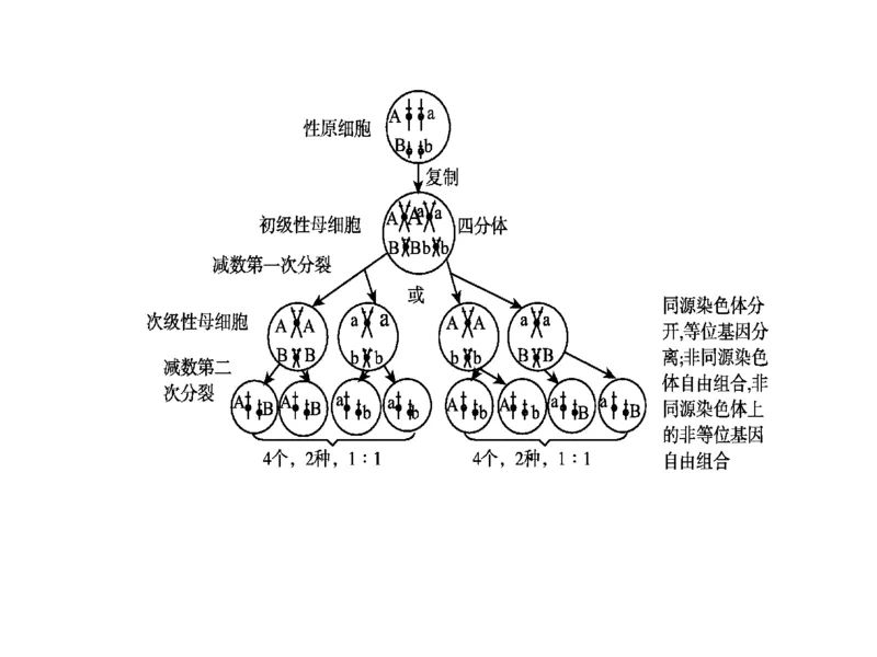 考点精讲8孟德尔遗传规律（教案）_新高考复习资料_2022年新高考复习资料_2022届一轮复习讲练结合7.13更新_系列二_考点精讲8孟德尔遗传规律