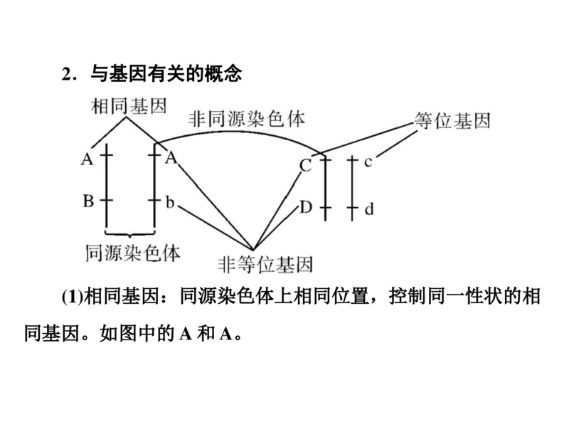 考点精讲8孟德尔遗传规律（教案）_新高考复习资料_2022年新高考复习资料_2022届一轮复习讲练结合7.13更新_系列二_考点精讲8孟德尔遗传规律