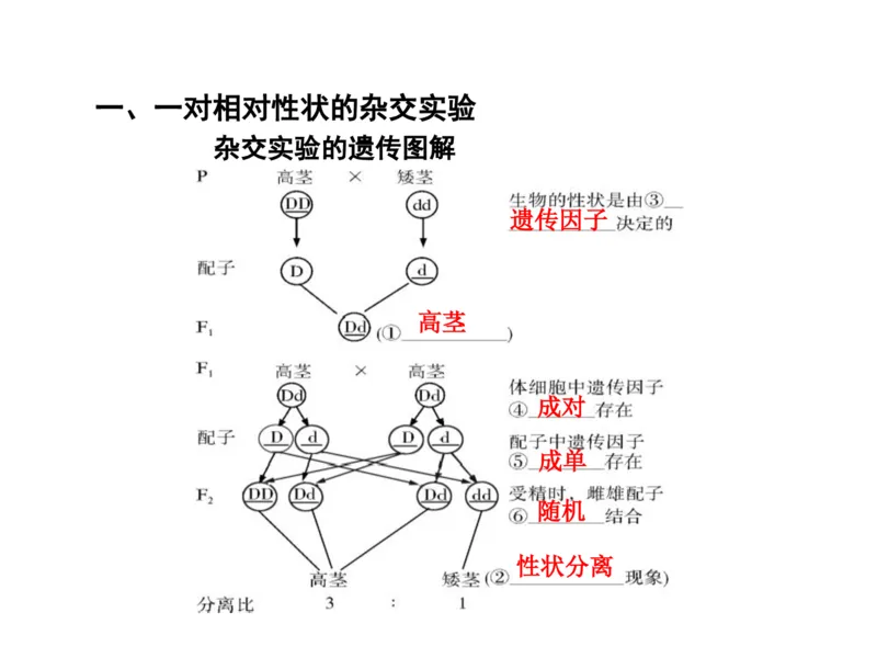 考点精讲8孟德尔遗传规律（教案）_新高考复习资料_2022年新高考复习资料_2022届一轮复习讲练结合7.13更新_系列二_考点精讲8孟德尔遗传规律