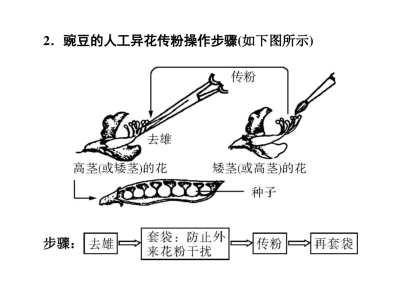 考点精讲8孟德尔遗传规律（教案）_新高考复习资料_2022年新高考复习资料_2022届一轮复习讲练结合7.13更新_系列二_考点精讲8孟德尔遗传规律