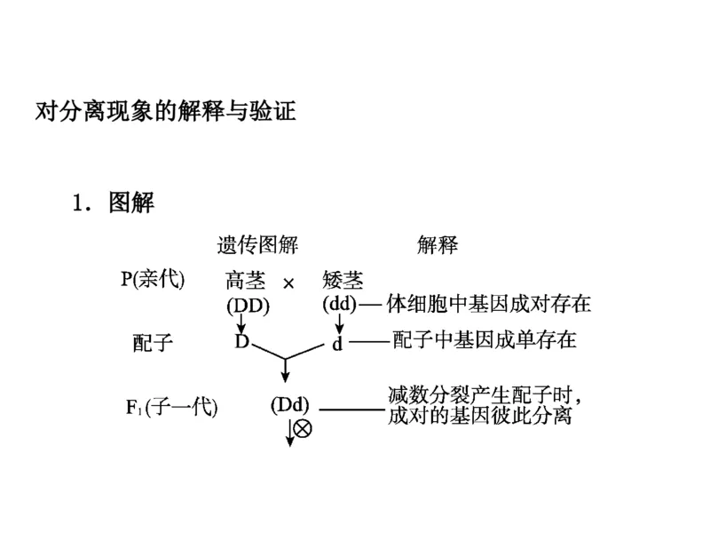 考点精讲8孟德尔遗传规律（教案）_新高考复习资料_2022年新高考复习资料_2022届一轮复习讲练结合7.13更新_系列二_考点精讲8孟德尔遗传规律