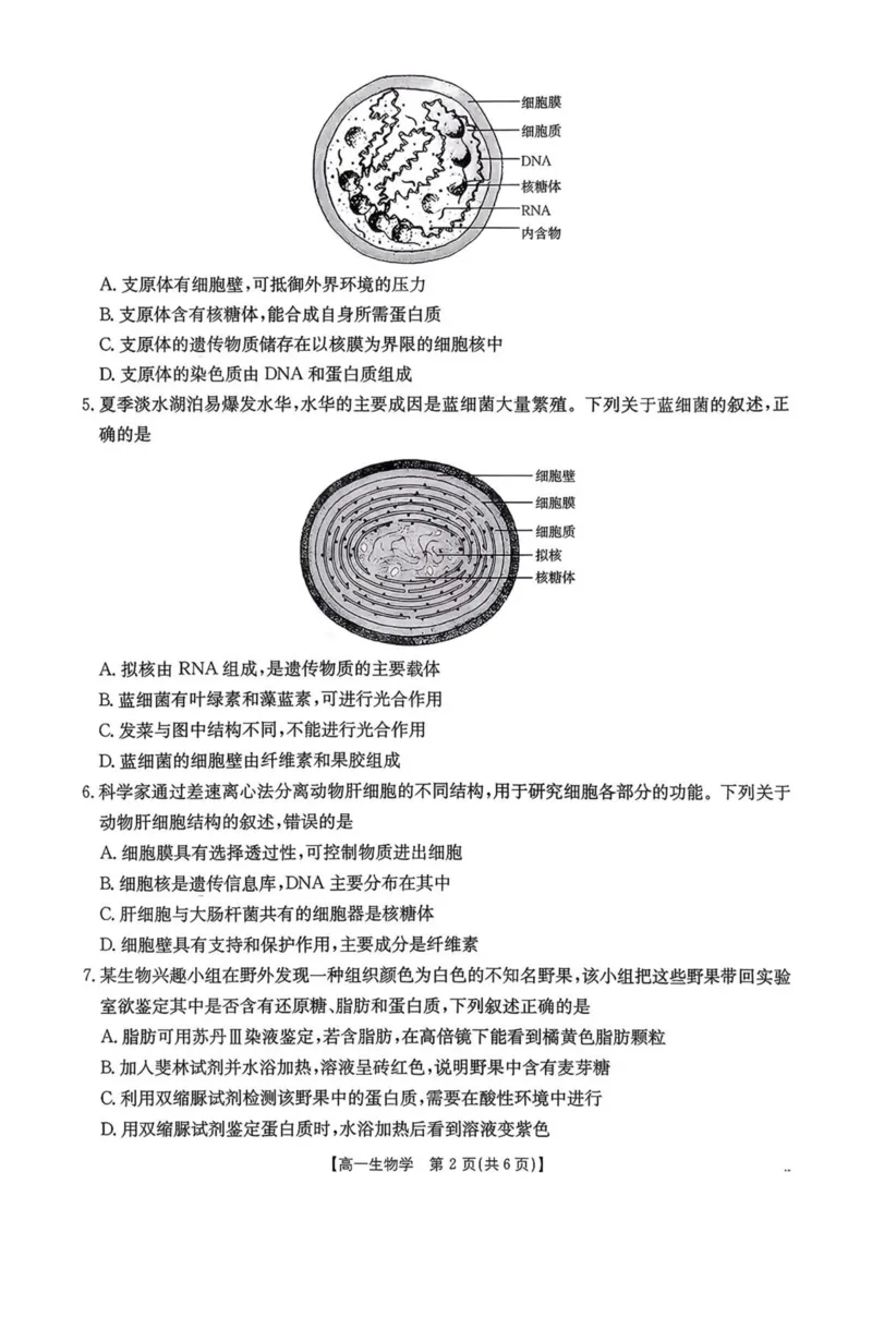 广东省揭阳市部分学校2025-2026学年高一上学期11月期中联考试题生物PDF版含答案_2025年12月高一试卷_251216广东省揭阳市部分学校2025-2026学年高一上学期11月期中联考