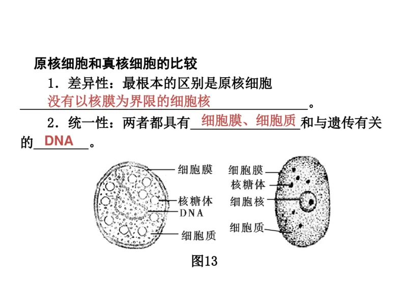 考点精讲1走近细胞（教案）_新高考复习资料_2022年新高考复习资料_2022届一轮复习讲练结合7.13更新_系列二_考点精讲1走近细胞
