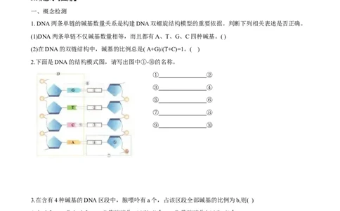 第3章基因的本质-查漏补缺2023年高考生物一轮复习教材必背细节与旁栏思考梳理汇总（新教材）（学生版）_新高考复习资料_2023年新高考复习资料_一轮复习