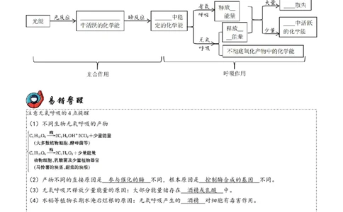 第4讲光合作用和细胞呼吸（讲练）（原卷版）_新高考复习资料_2023年新高考复习资料_二轮复习_2023年高考生物二轮复习讲练测（新教材专用）