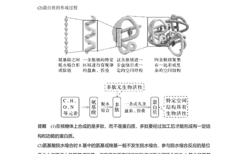 第3讲　蛋白质和核酸_新高考复习资料_2023年新高考复习资料_一轮复习_2023年新高考大一轮复习讲义_2023年高考生物一轮复习讲义（新人教新高考）_赠补充习题_Word版题库第一单元