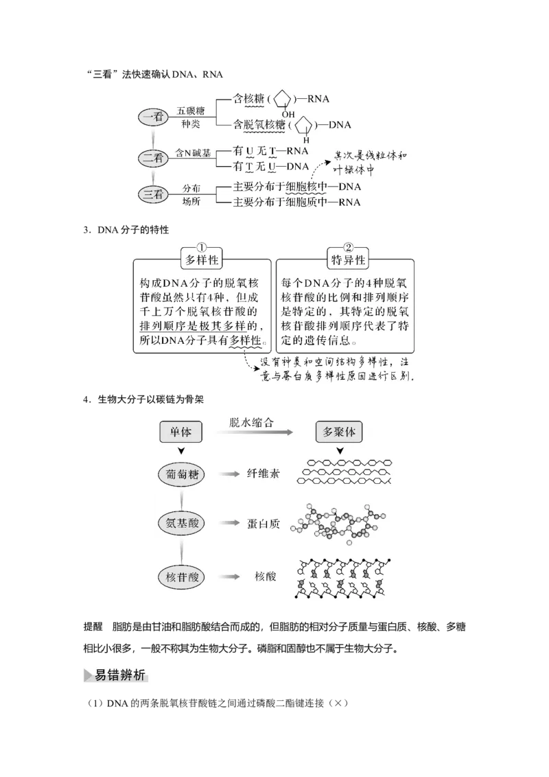 第3讲　蛋白质和核酸_新高考复习资料_2023年新高考复习资料_一轮复习_2023年新高考大一轮复习讲义_2023年高考生物一轮复习讲义（新人教新高考）_赠补充习题_Word版题库第一单元