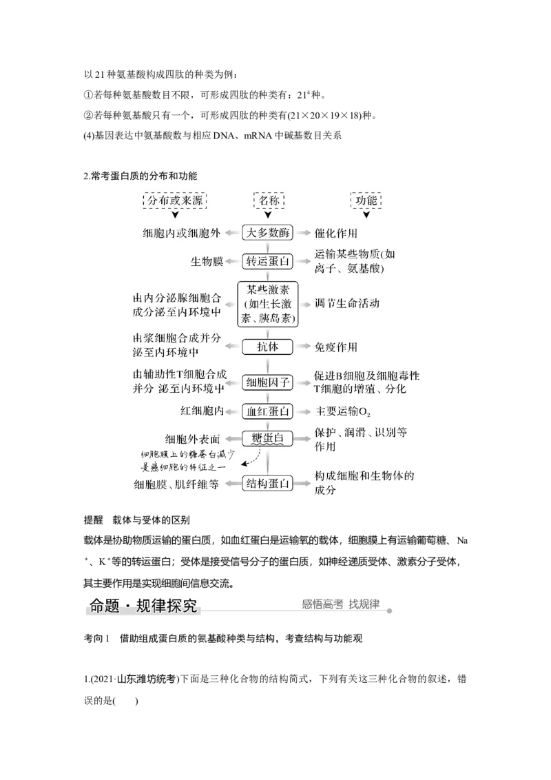 第3讲　蛋白质和核酸_新高考复习资料_2023年新高考复习资料_一轮复习_2023年新高考大一轮复习讲义_2023年高考生物一轮复习讲义（新人教新高考）_赠补充习题_Word版题库第一单元