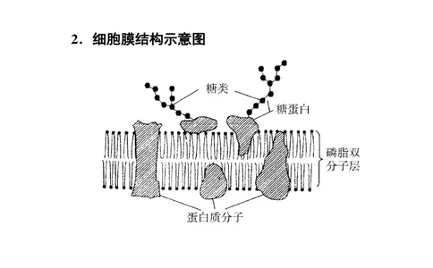 考点精讲3细胞的结构和功能及物质运输（教案）_新高考复习资料_2022年新高考复习资料_2022届一轮复习讲练结合7.13更新_系列二_考点精讲3细胞的结构和功能及物质运输