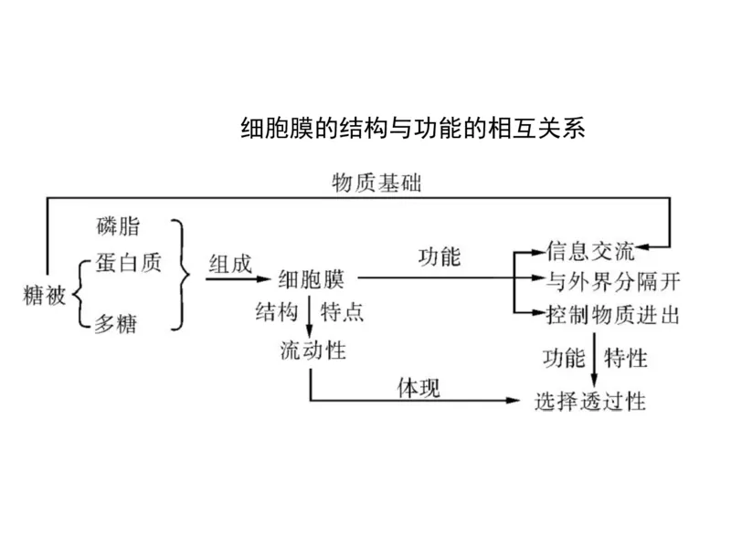 考点精讲3细胞的结构和功能及物质运输（教案）_新高考复习资料_2022年新高考复习资料_2022届一轮复习讲练结合7.13更新_系列二_考点精讲3细胞的结构和功能及物质运输