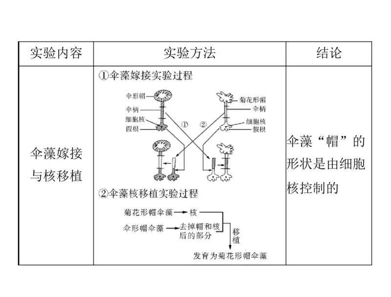 考点精讲3细胞的结构和功能及物质运输（教案）_新高考复习资料_2022年新高考复习资料_2022届一轮复习讲练结合7.13更新_系列二_考点精讲3细胞的结构和功能及物质运输