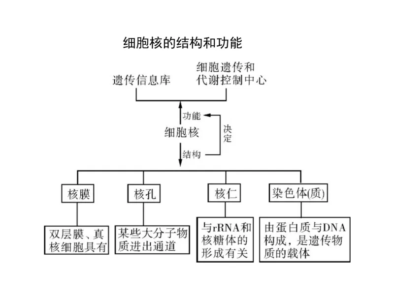 考点精讲3细胞的结构和功能及物质运输（教案）_新高考复习资料_2022年新高考复习资料_2022届一轮复习讲练结合7.13更新_系列二_考点精讲3细胞的结构和功能及物质运输