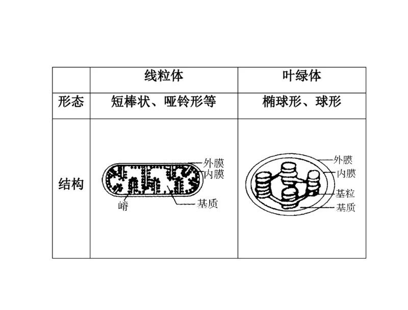 考点精讲3细胞的结构和功能及物质运输（教案）_新高考复习资料_2022年新高考复习资料_2022届一轮复习讲练结合7.13更新_系列二_考点精讲3细胞的结构和功能及物质运输