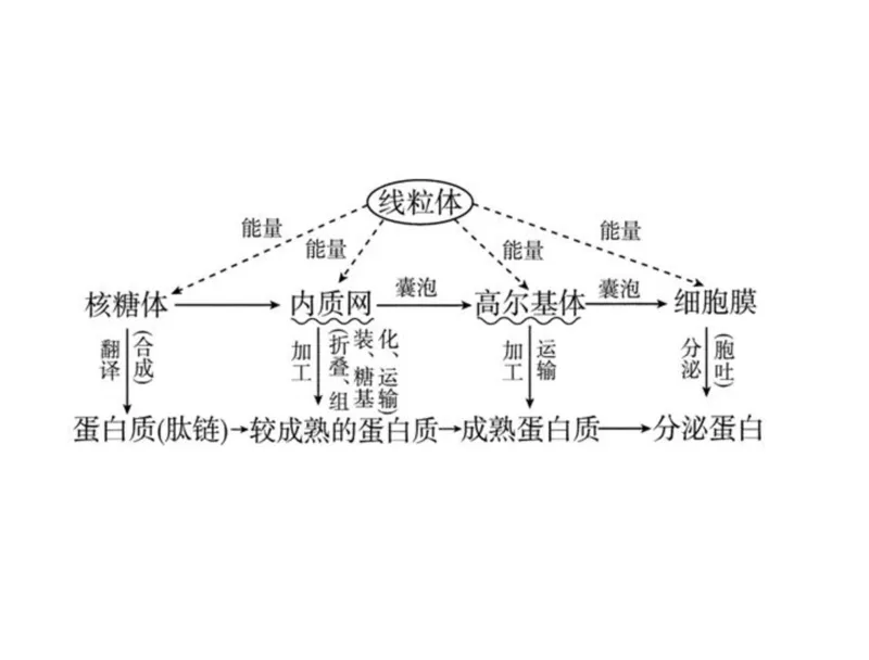 考点精讲3细胞的结构和功能及物质运输（教案）_新高考复习资料_2022年新高考复习资料_2022届一轮复习讲练结合7.13更新_系列二_考点精讲3细胞的结构和功能及物质运输