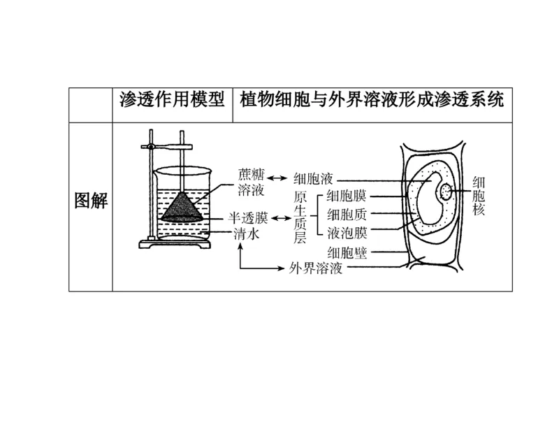 考点精讲3细胞的结构和功能及物质运输（教案）_新高考复习资料_2022年新高考复习资料_2022届一轮复习讲练结合7.13更新_系列二_考点精讲3细胞的结构和功能及物质运输
