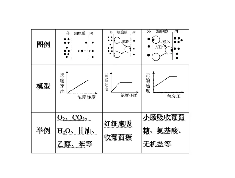 考点精讲3细胞的结构和功能及物质运输（教案）_新高考复习资料_2022年新高考复习资料_2022届一轮复习讲练结合7.13更新_系列二_考点精讲3细胞的结构和功能及物质运输