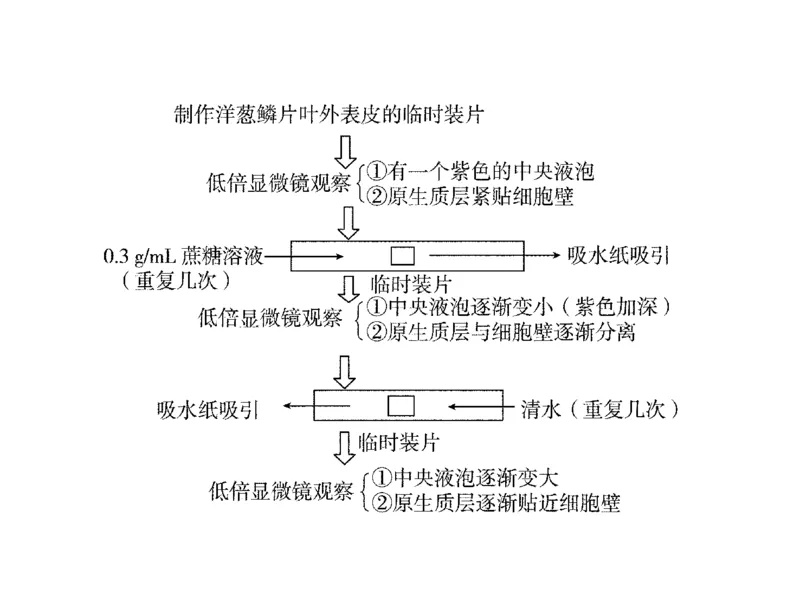 考点精讲3细胞的结构和功能及物质运输（教案）_新高考复习资料_2022年新高考复习资料_2022届一轮复习讲练结合7.13更新_系列二_考点精讲3细胞的结构和功能及物质运输