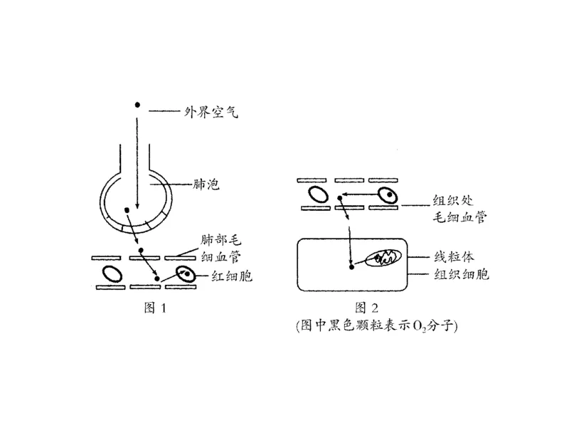 考点精讲3细胞的结构和功能及物质运输（教案）_新高考复习资料_2022年新高考复习资料_2022届一轮复习讲练结合7.13更新_系列二_考点精讲3细胞的结构和功能及物质运输