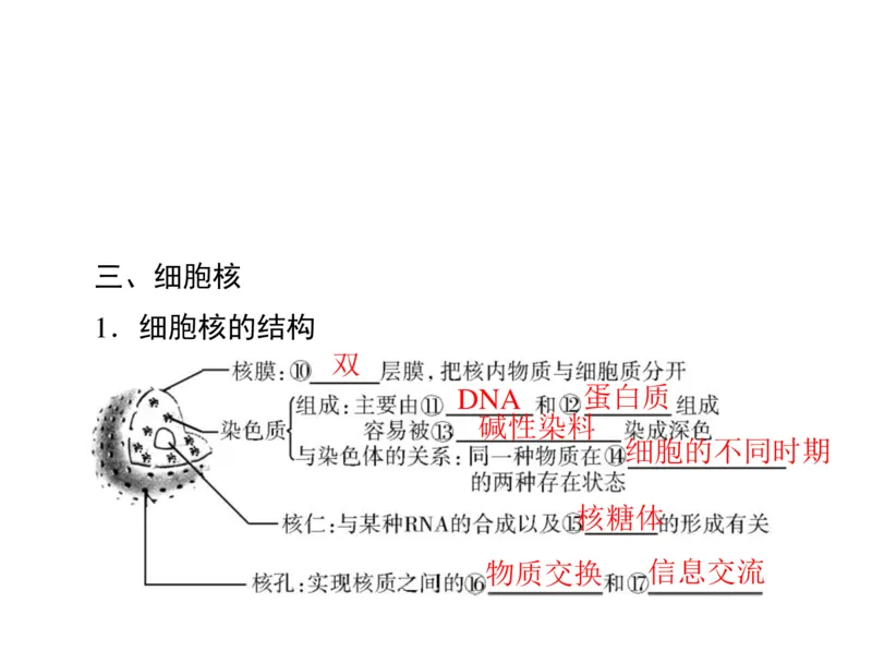 考点精讲3细胞的结构和功能及物质运输（教案）_新高考复习资料_2022年新高考复习资料_2022届一轮复习讲练结合7.13更新_系列二_考点精讲3细胞的结构和功能及物质运输
