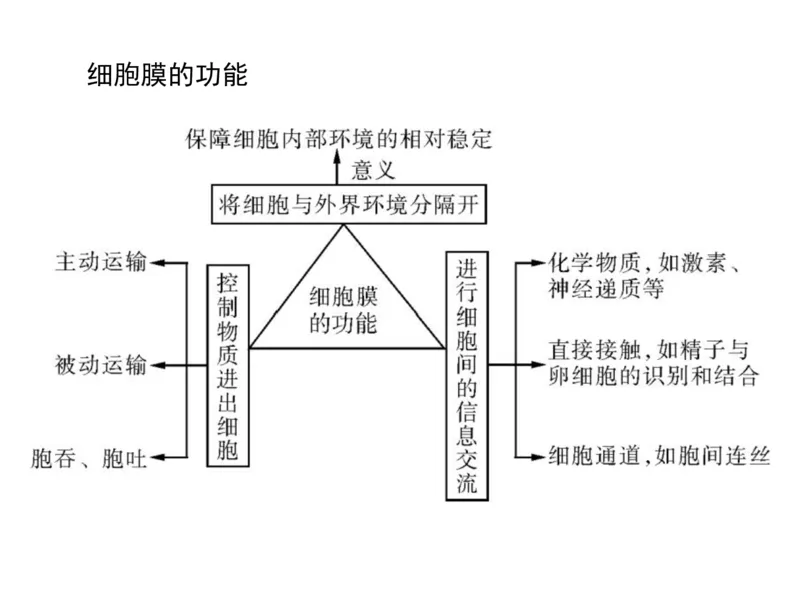 考点精讲3细胞的结构和功能及物质运输（教案）_新高考复习资料_2022年新高考复习资料_2022届一轮复习讲练结合7.13更新_系列二_考点精讲3细胞的结构和功能及物质运输
