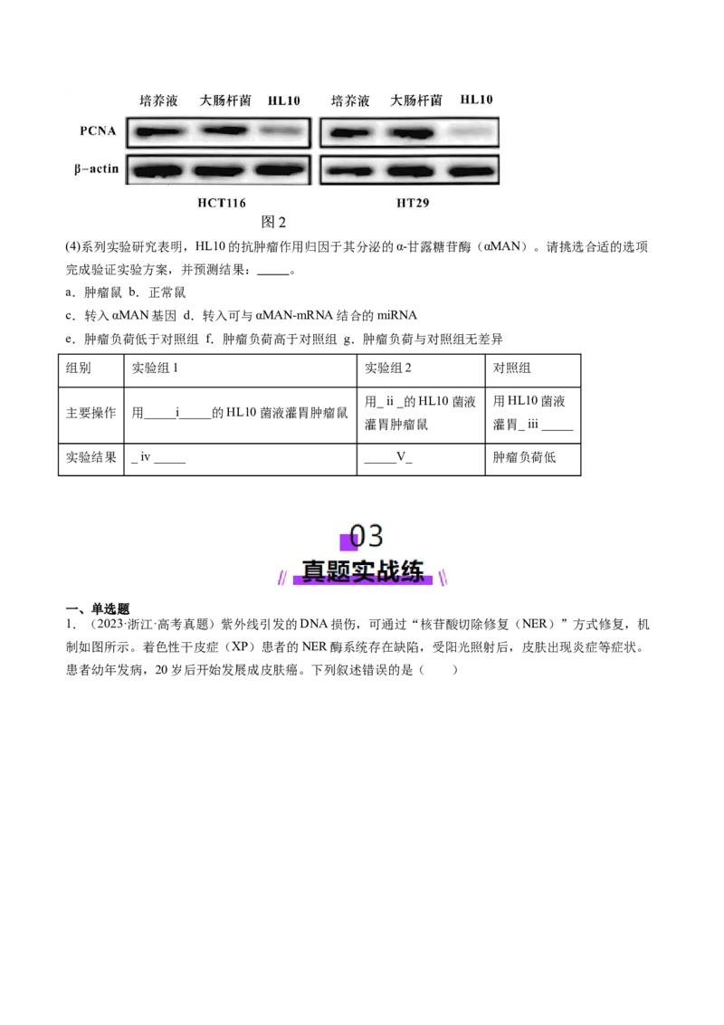 第22讲生物的变异（第一课时，基因突变和基因重组）（练习）（原卷版）_2025年新高考资料_一轮复习_2025年高考生物一轮复习讲练测（新教材新高考）