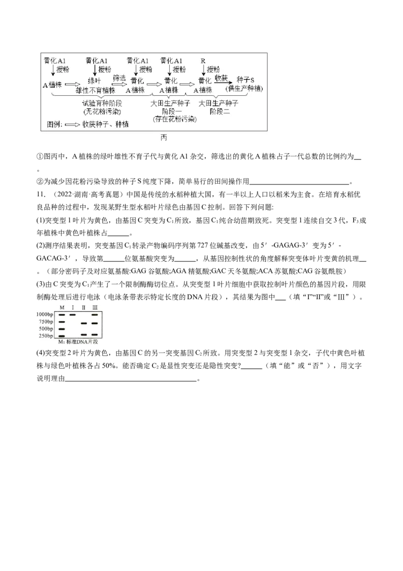 第22讲生物的变异（第一课时，基因突变和基因重组）（练习）（原卷版）_2025年新高考资料_一轮复习_2025年高考生物一轮复习讲练测（新教材新高考）