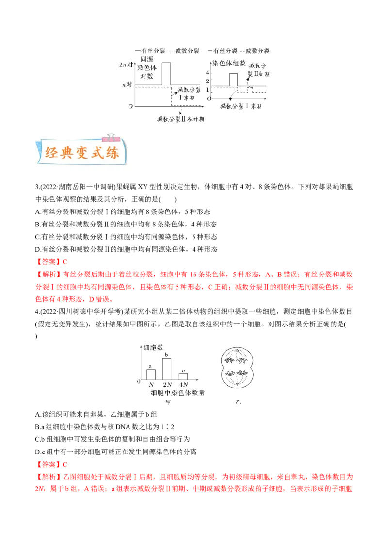 考向08减数分裂和受精作用-备战2023年高考生物一轮复习考点微专题（全国通用）（解析版）(1)_通用版（老高考）复习资料_2023年复习资料_一轮复习