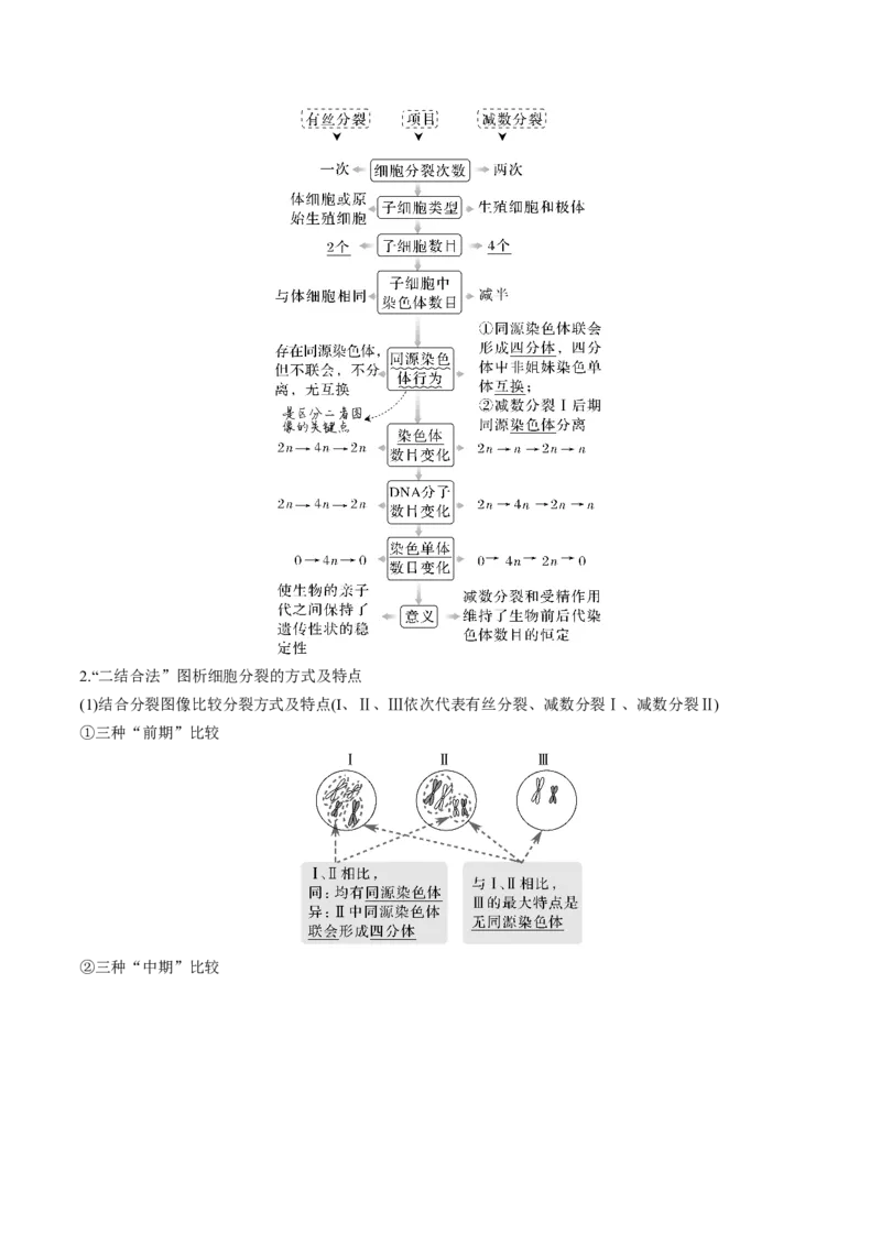 考向08减数分裂和受精作用-备战2023年高考生物一轮复习考点微专题（全国通用）（解析版）(1)_通用版（老高考）复习资料_2023年复习资料_一轮复习