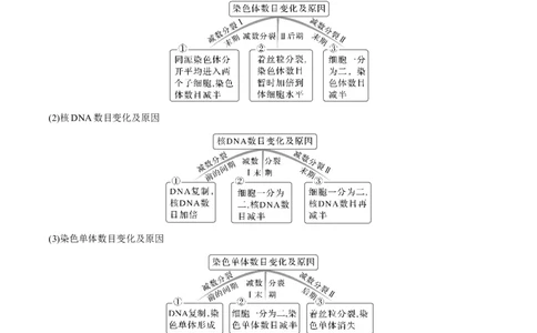 考向08减数分裂和受精作用-备战2023年高考生物一轮复习考点微专题（全国通用）（原卷版）(1)_通用版（老高考）复习资料_2023年复习资料_一轮复习