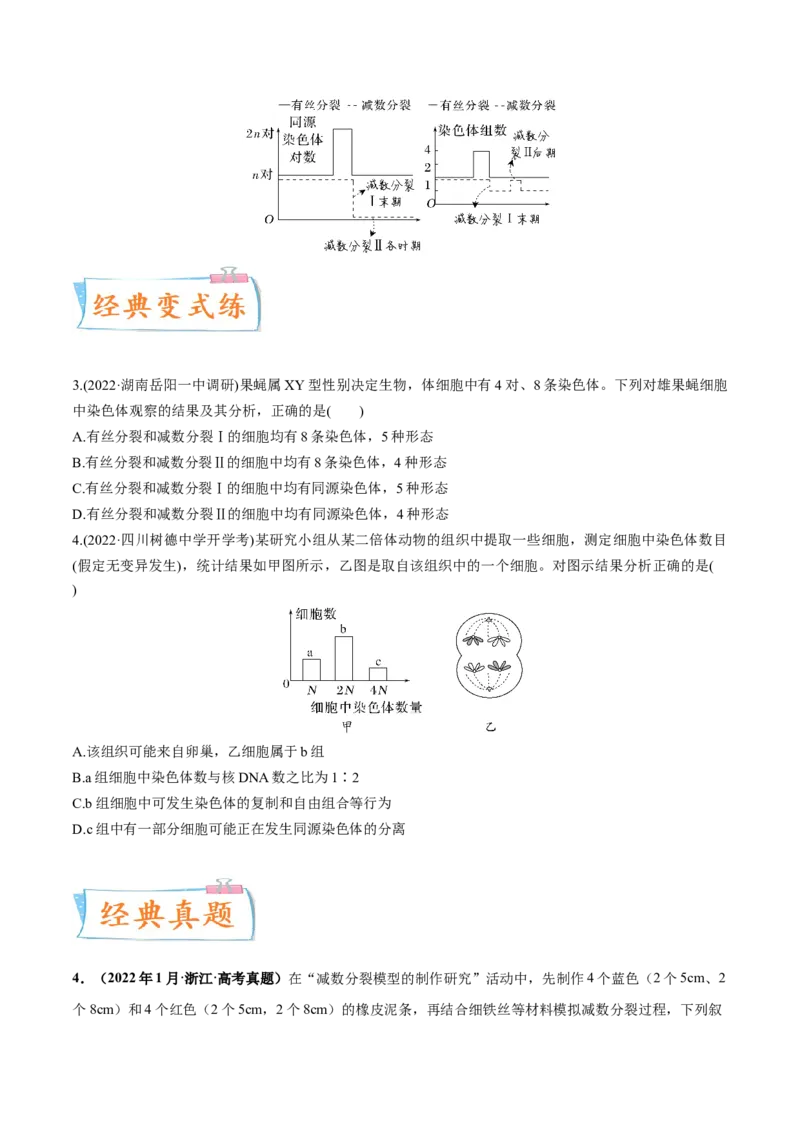 考向08减数分裂和受精作用-备战2023年高考生物一轮复习考点微专题（全国通用）（原卷版）(1)_通用版（老高考）复习资料_2023年复习资料_一轮复习