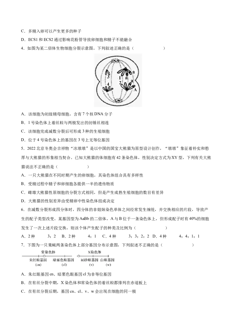 考向08减数分裂和受精作用-备战2023年高考生物一轮复习考点微专题（全国通用）（原卷版）(1)_通用版（老高考）复习资料_2023年复习资料_一轮复习