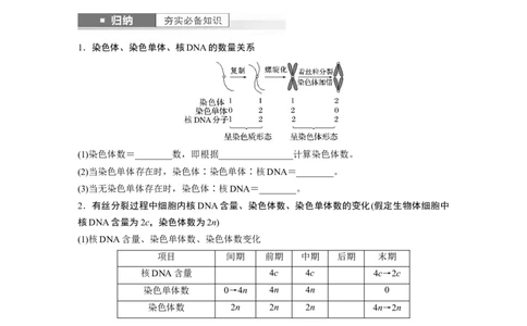 第4单元　第2课时　有丝分裂过程中相关变化及观察实验_新高考复习资料_2024年新高考复习资料_一轮复习资料_完2024生物步步高大一轮复习（课件+讲义）_学生版在此文件夹
