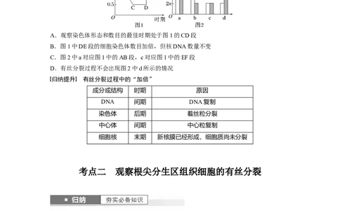 第4单元　第2课时　有丝分裂过程中相关变化及观察实验_新高考复习资料_2024年新高考复习资料_一轮复习资料_完2024生物步步高大一轮复习（课件+讲义）_学生版在此文件夹